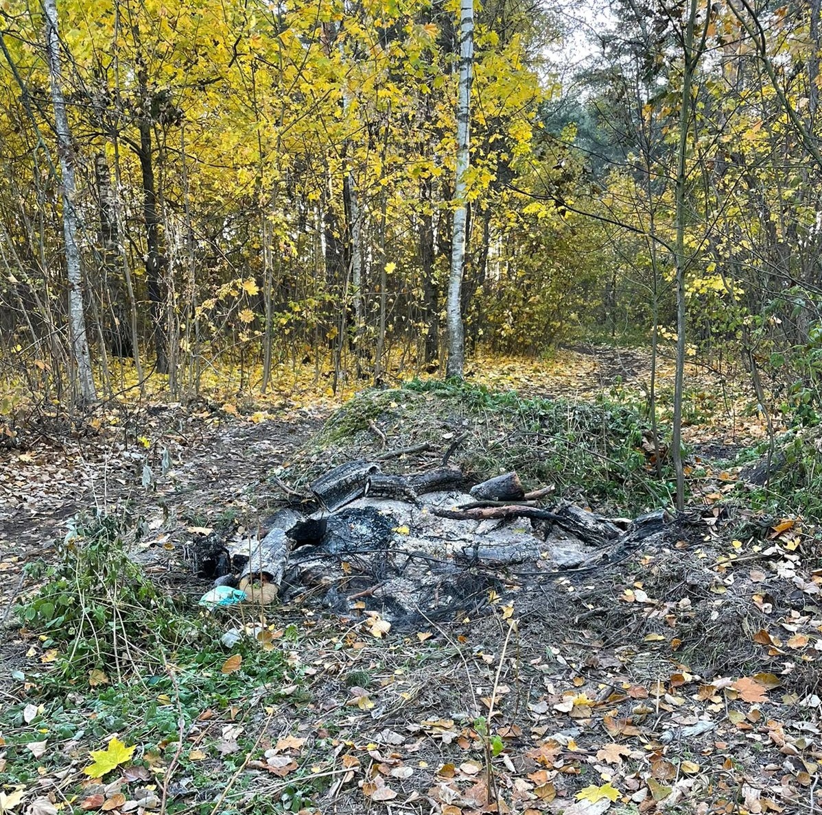 В поселках Люберец запах гари мог появиться из-за сжигания порубочных  остатков | Администрация городского округа Люберцы Московской области